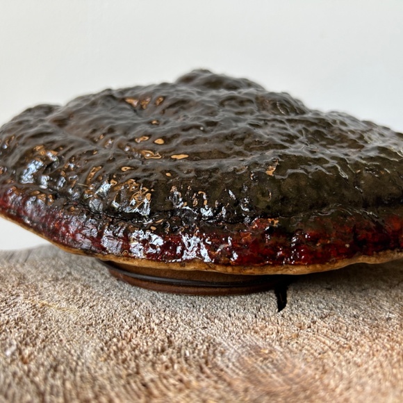 Custom designed Fungi Art - Picture 4 of 4